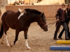 ganzheitliche_pferdegymnastizierung_LK_dresden_4